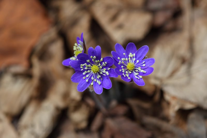 Spring Flowers