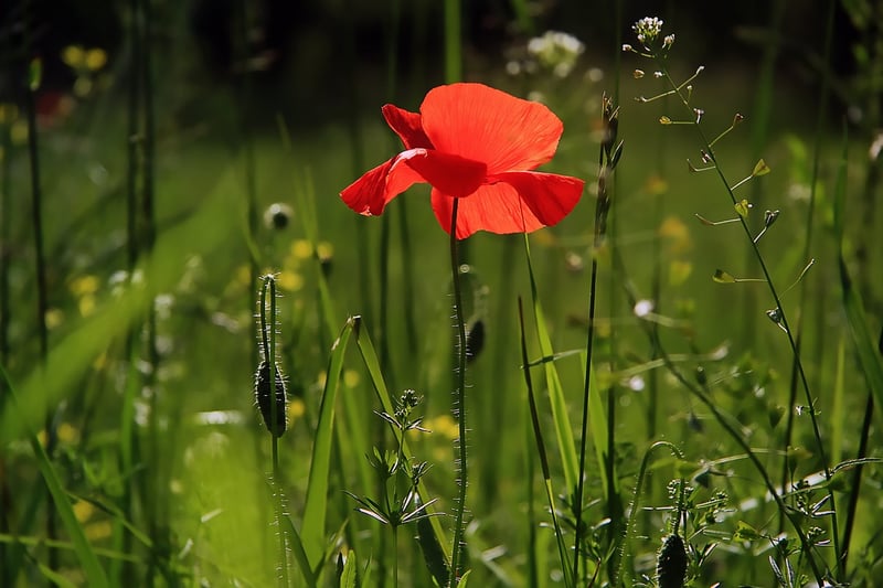 Summer Flowers